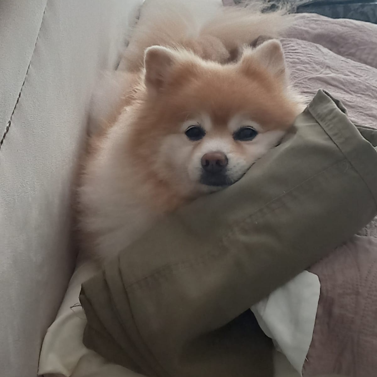 Whisky